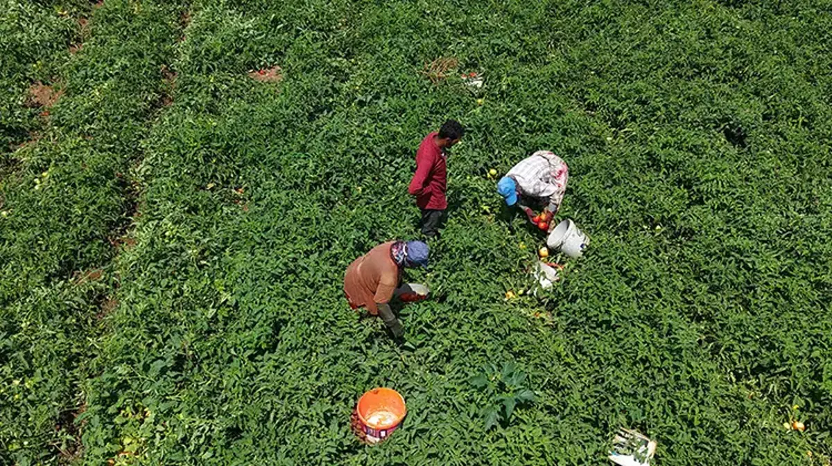 Çanakkale'de tescilli lezzette hasat mesaisi: İlk ürünler yola çıktı! Yağışlar verimi biraz etkiledi ama lezzet ve aroma mükemmel