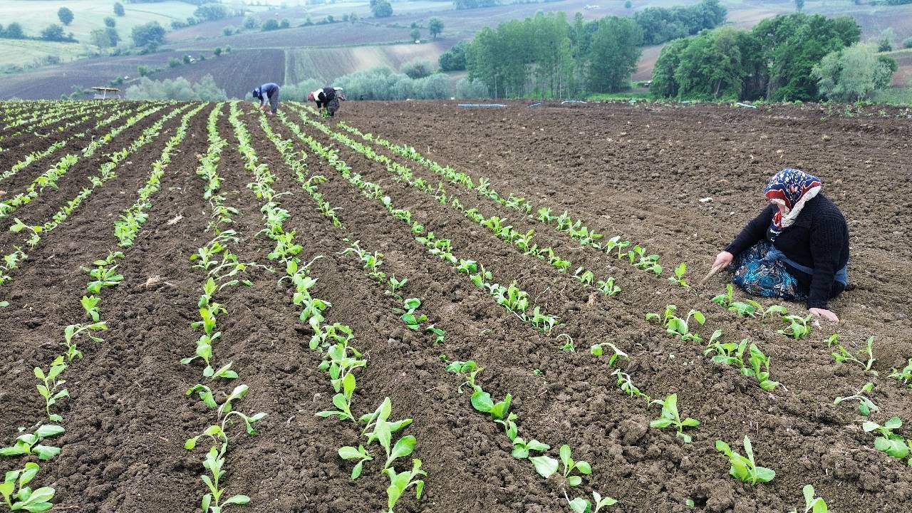 Sarıgöl Ovası'nda gece hasadı: Zahmeti çok, beklentisi büyük
