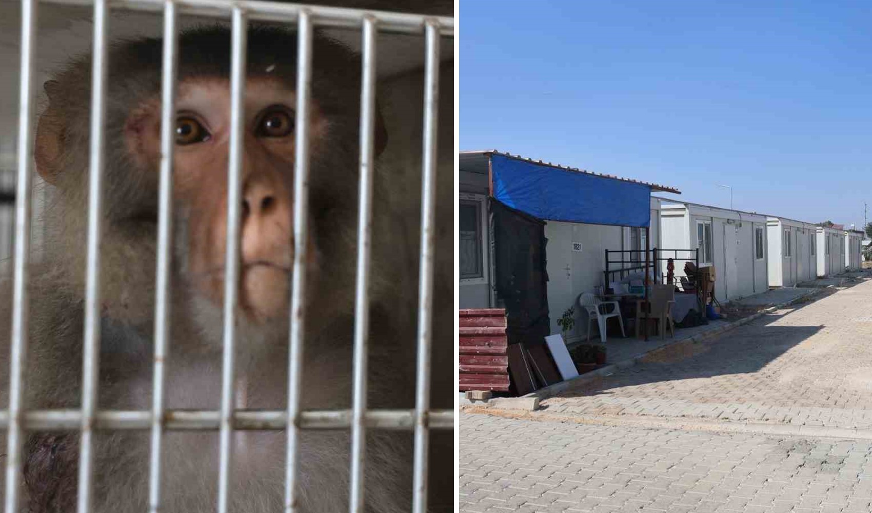 Hatay'da konteyner kente giren firari maymun ortalığı birbirine kattı: Ekmek vermek isteyen kadını yaraladı