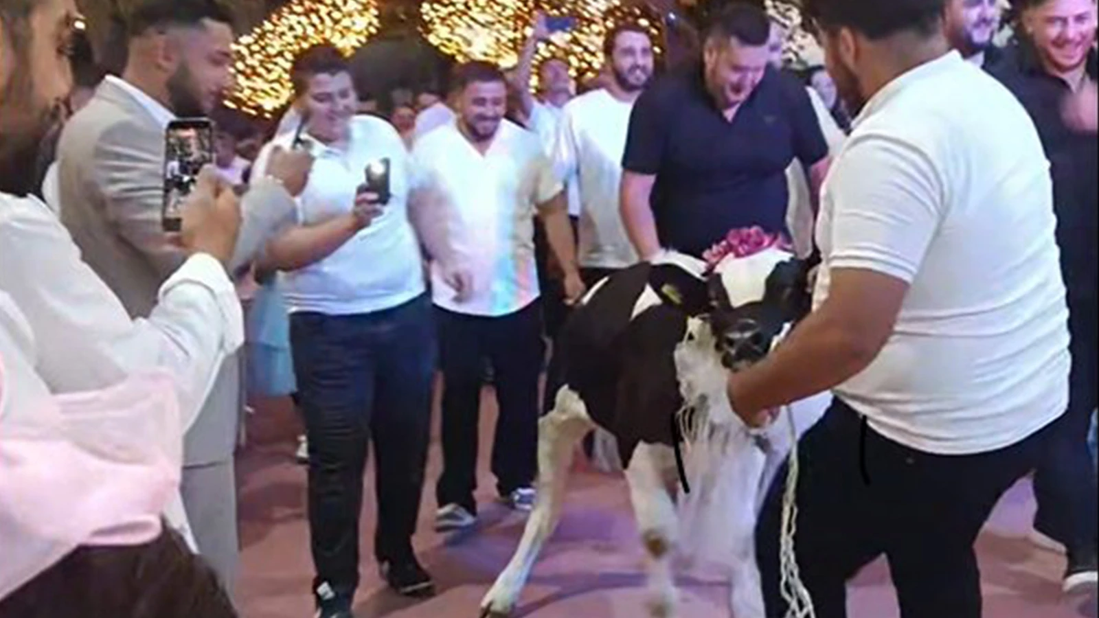 Takı töreninde damada dana hediye ettiler