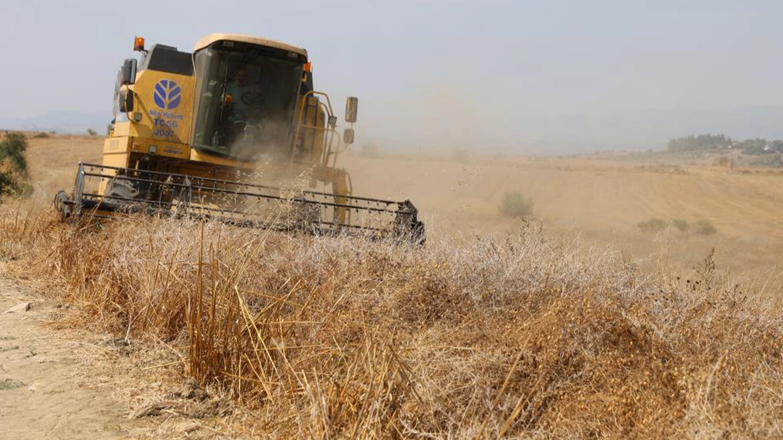 Hasat başladı: Tarlada kilosu 30-35 lira