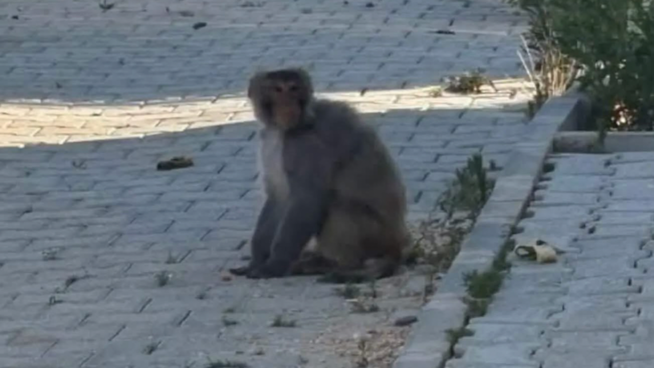 Hatay'da sokakta bulunan maymun koruma altına alındı