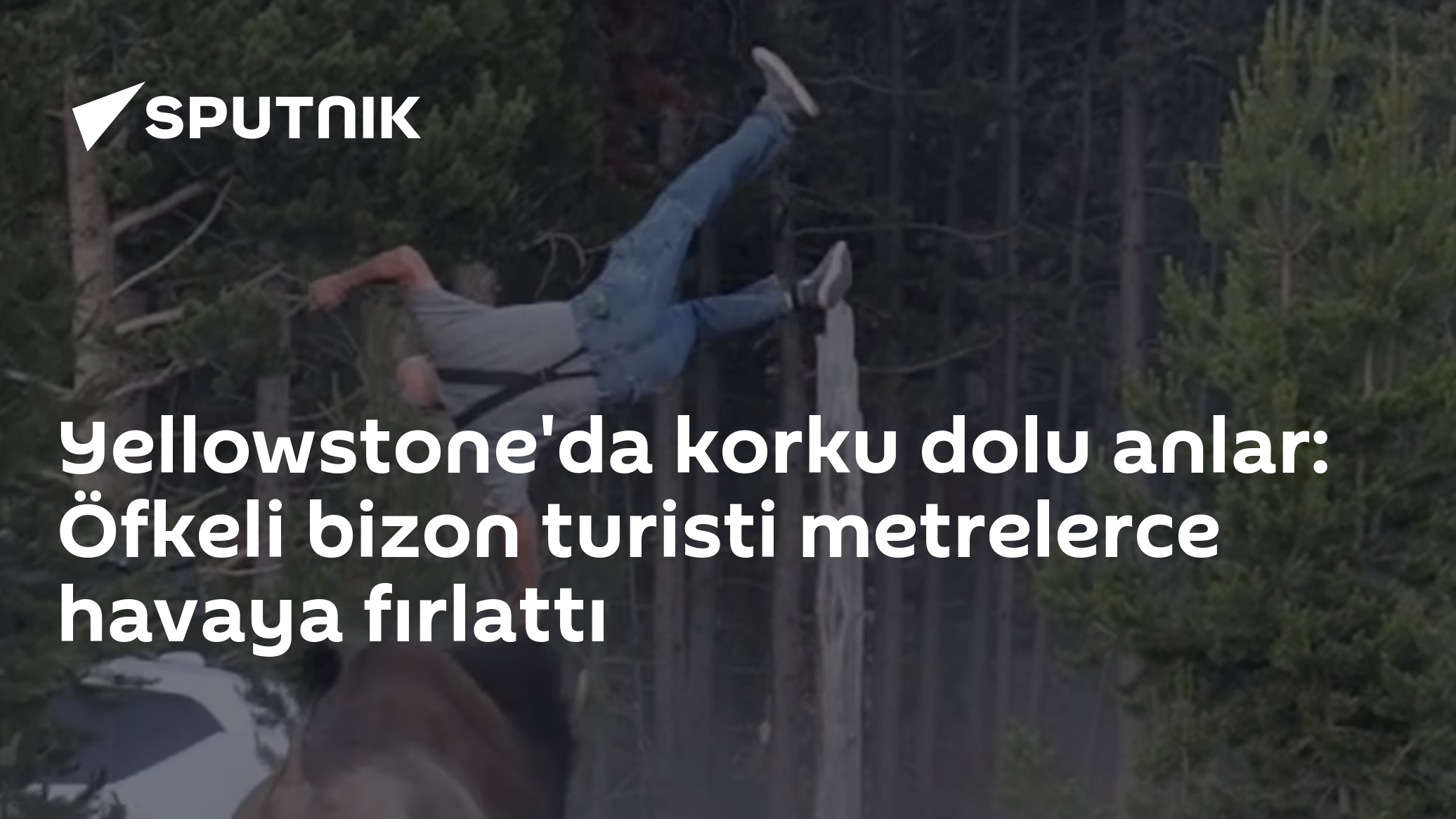 Yellowstone'da korku dolu anlar: Öfkeli bizon turisti metrelerce havaya fırlattı