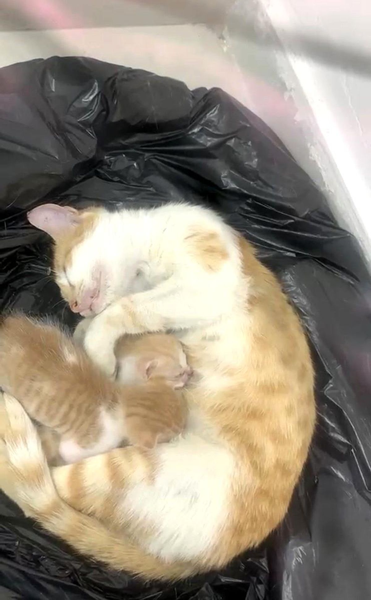 Anne kedi yavrularıyla Sosyal Yardımlaşma Vakfı'na sığındı