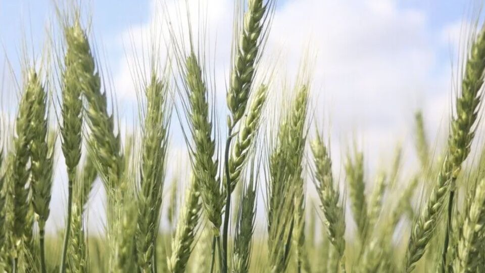 Türkiye tarımda tarihi rekor kırdı: 83,2 milyar dolara ulaştı