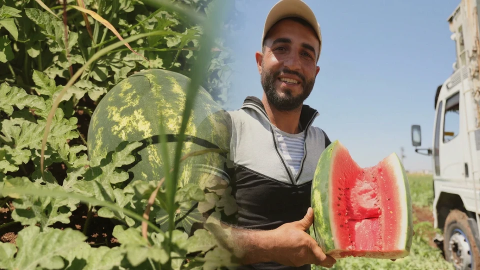 Diyarbakır’da dev karpuzların hasadı başladı: Tarladaki fiyatı ile pazar fiyatı arasında uçurum var
