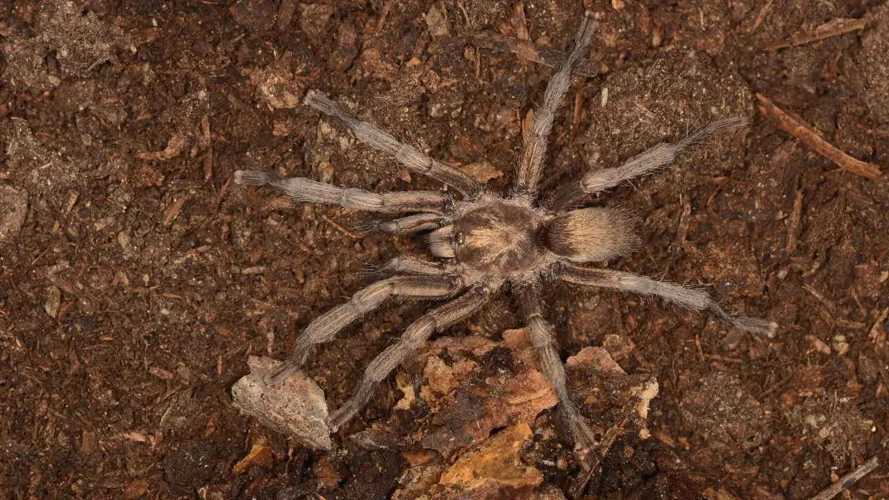 Bilim dünyasında önemli gelişme: Türkiye'nin yeni tarantula türü tescillendi