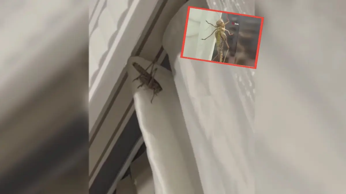İstanbul'da hareketli dakikalar! Dev çekirgeler evleri bastı