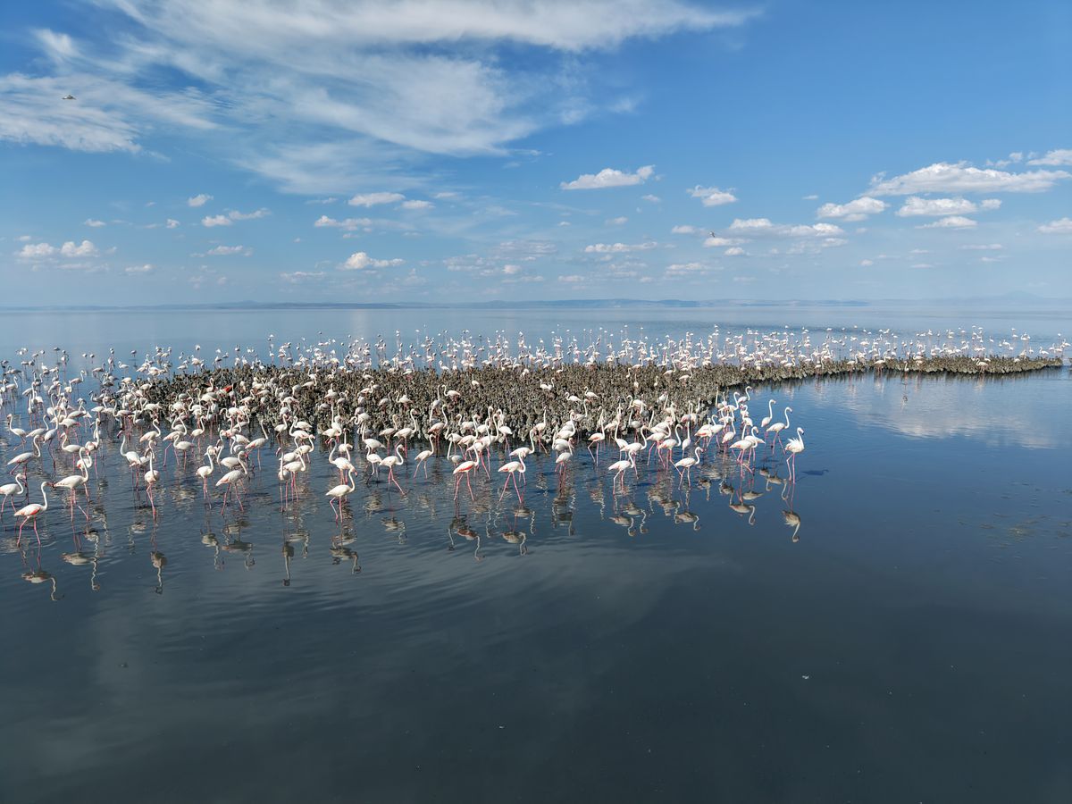 Tuz Gölü'nde 5 bin yavru flamingo kuluçkadan çıktı