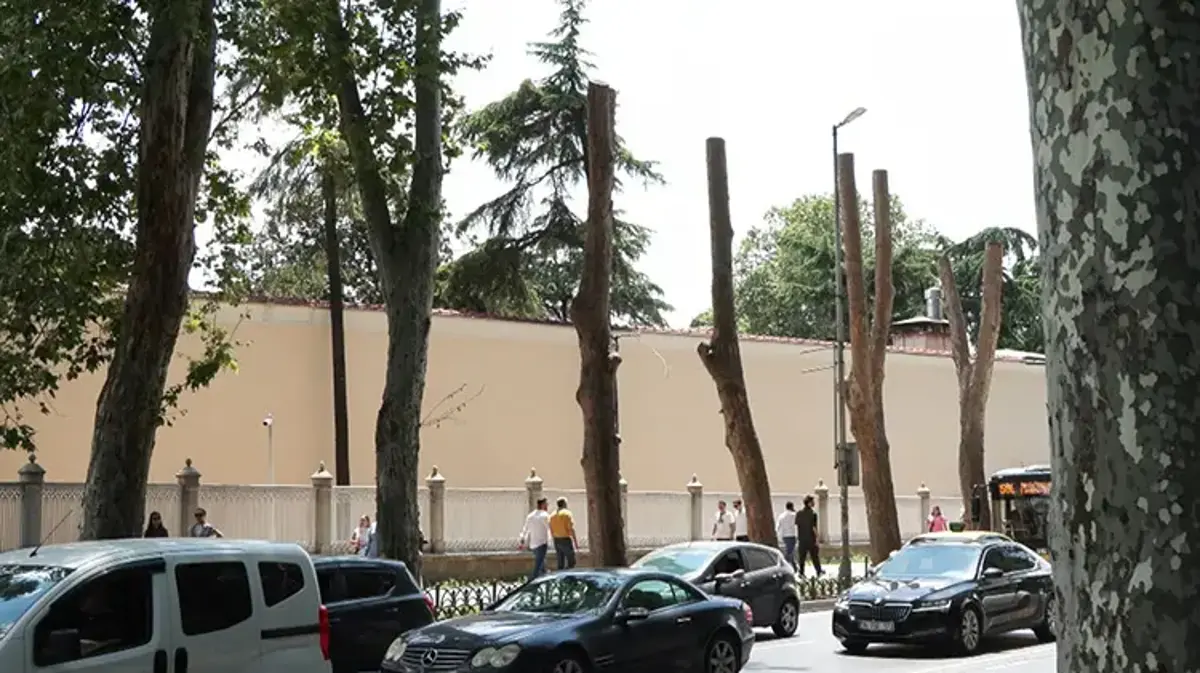 Dolmabahçe ve Çırağan'ın asırlık çınarlarında kanser alarmı: Tedavisi mümkün değil!
