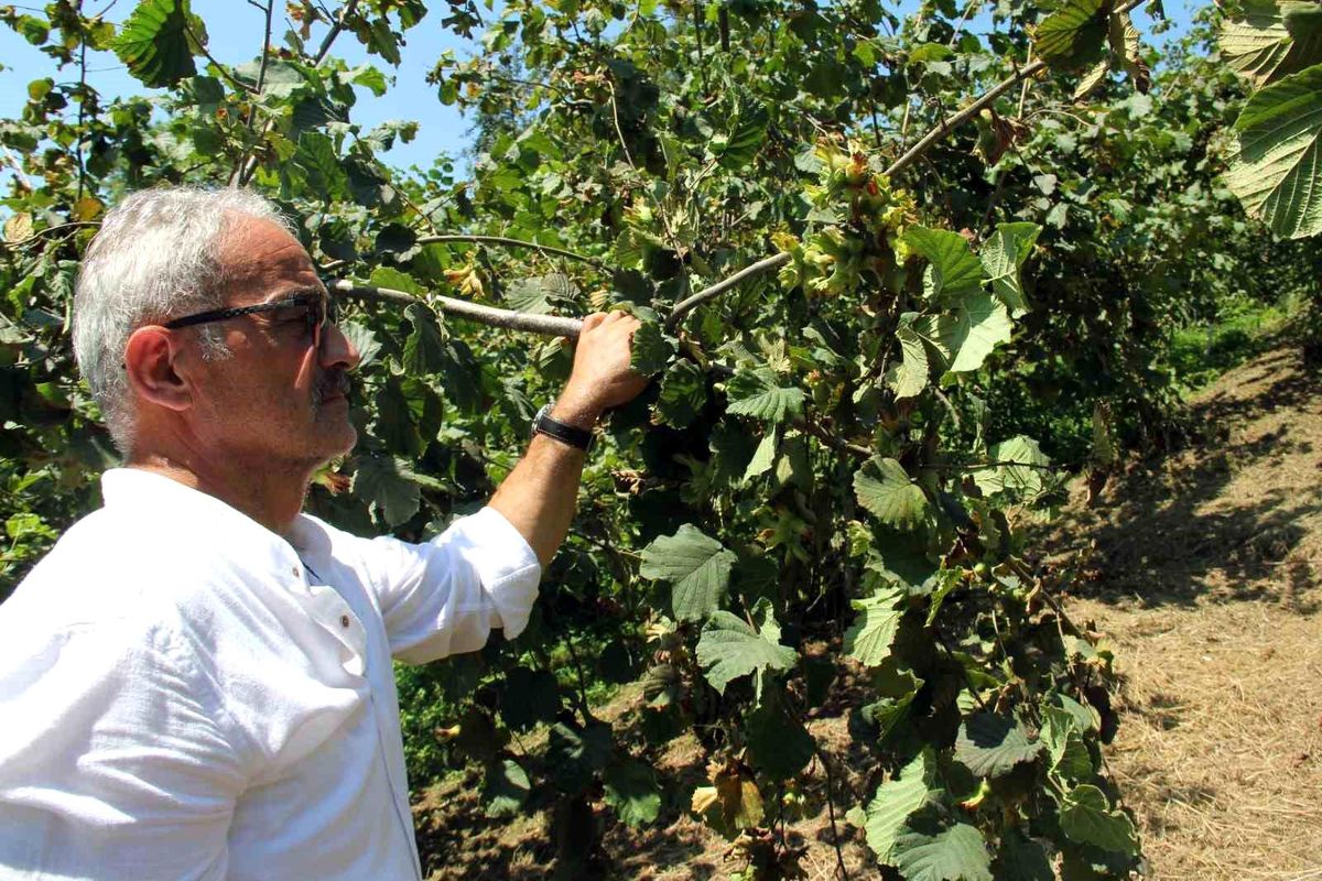 Fındıkta hasat öncesi fiyatlar geriledi, gözler alım fiyatında
