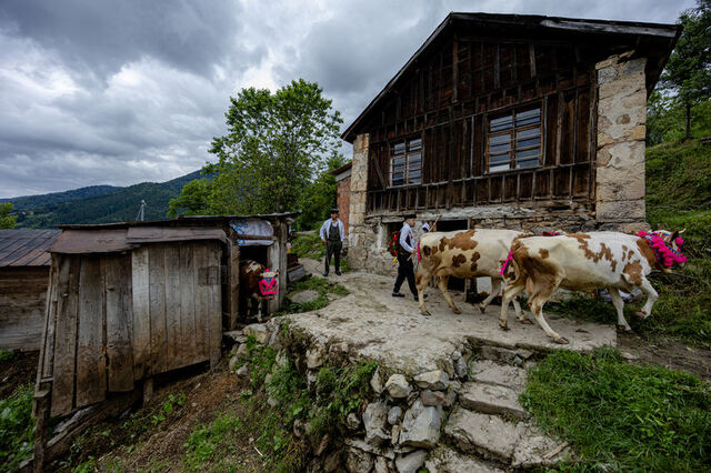 Doğu Karadeniz'deki yayla göçünde renkli görüntüler