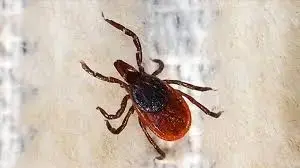 Kene vakalarında endişelendiren tablo! Uzmanlardan peş peşe uyarı: Bu belirtileri hafife almayın