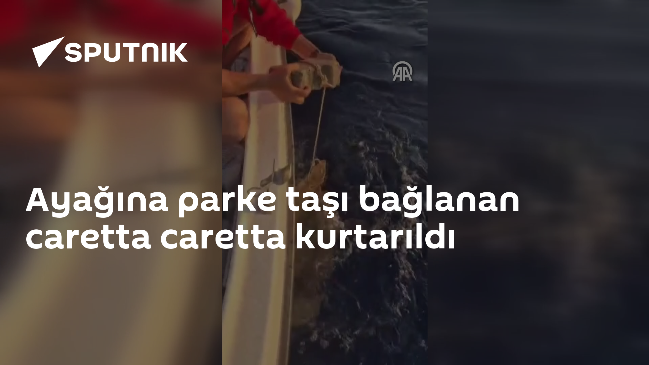 Ayağına parke taşı bağlanan caretta caretta kurtarıldı