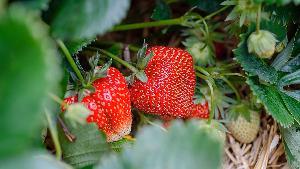 İspanyol çilekleri AB'de en az pestisitli