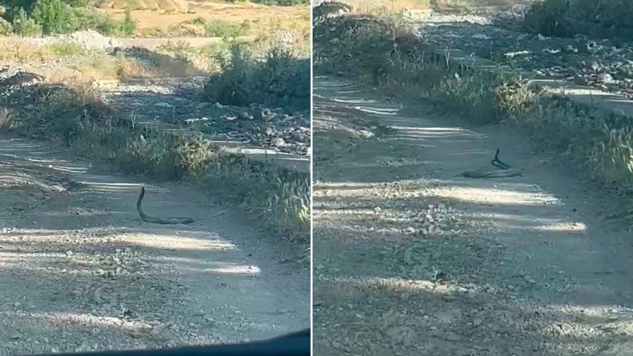 Bingöl'de 2 tanesi doğada ortaya çıktı! 2'sinin hareketi tüyleri diken etti