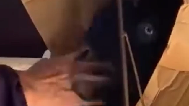 Adana'da bir kadın pazar arabasına koyduğu keçiyle dolmuşa bindi