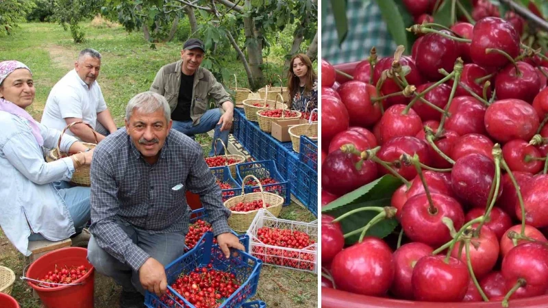 'Besmele' çekip hasada başladılar: Amasya'da dalları kiraz bastı 30 ülke sıraya girdi