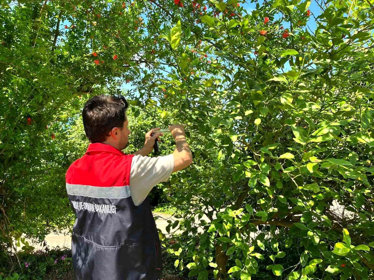 Rize'de kokarca zararlısına karşı doğaya "Samuray Arısı" salındı