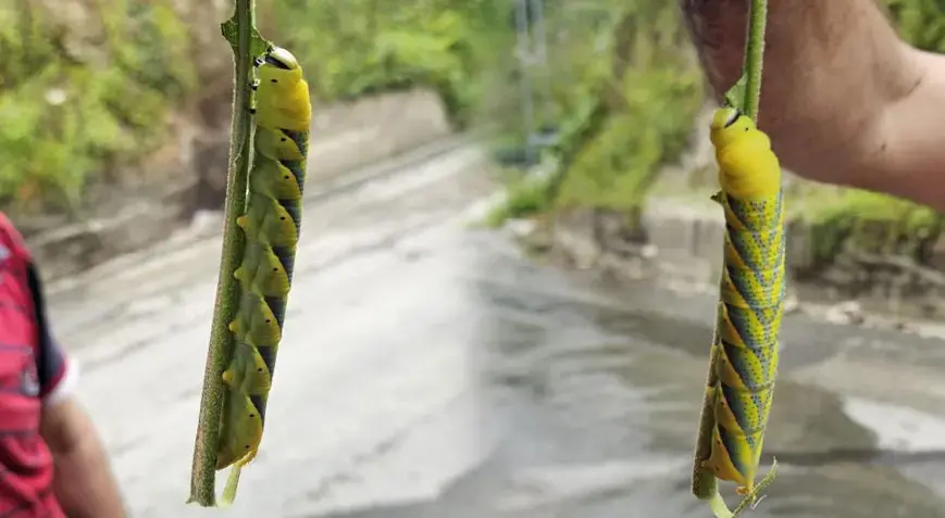 Rize'de ortaya çıkan dev tırtıl panik yarattı! Uzunluğunu gören şoke oldu