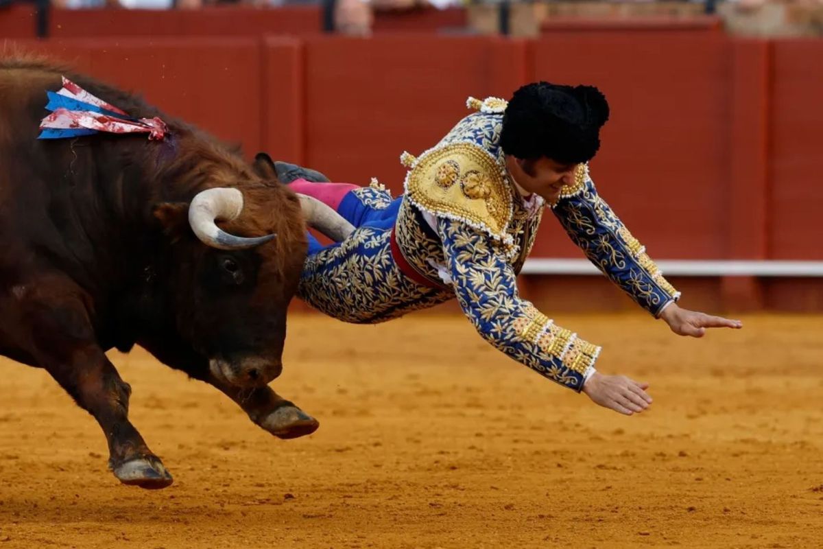 Kızgın boğanın makatından boynuzladığı matador ağır yaralandı