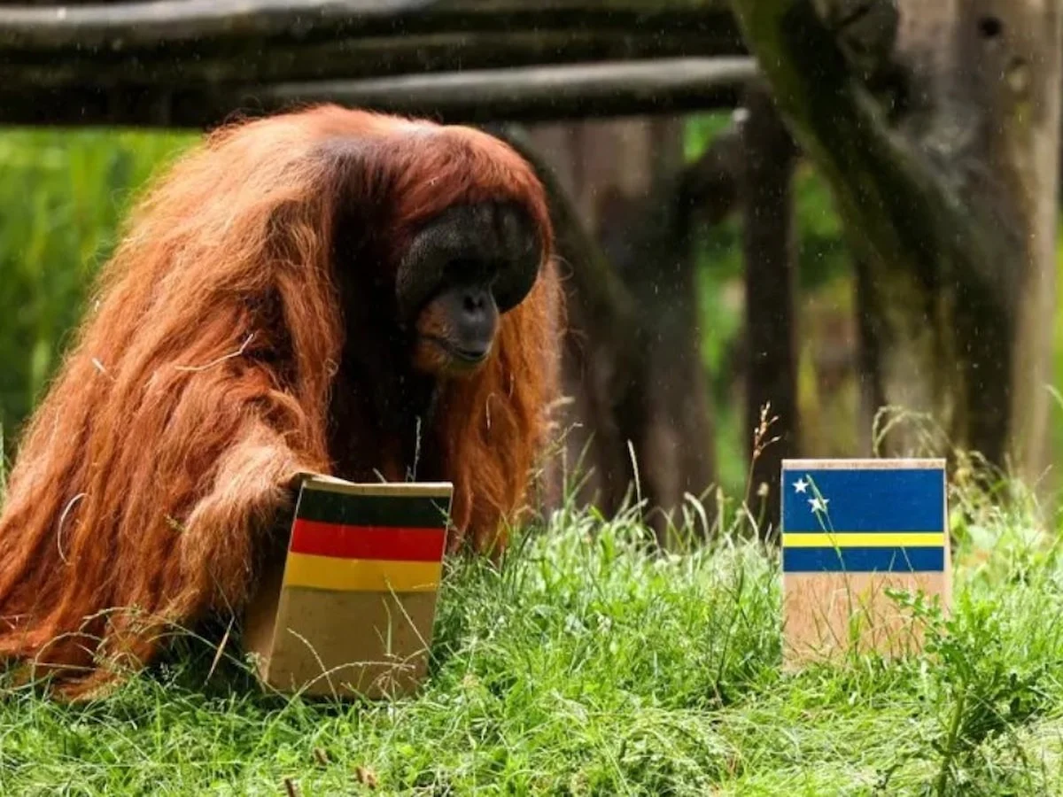 Kahin orangutanın 2026 Dünya Kupası tahmini! Maç sonucunu seçti