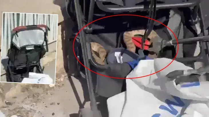 Şanlıurfa'da ağaçtan bebek arabasına düşen yılan panik yarattı