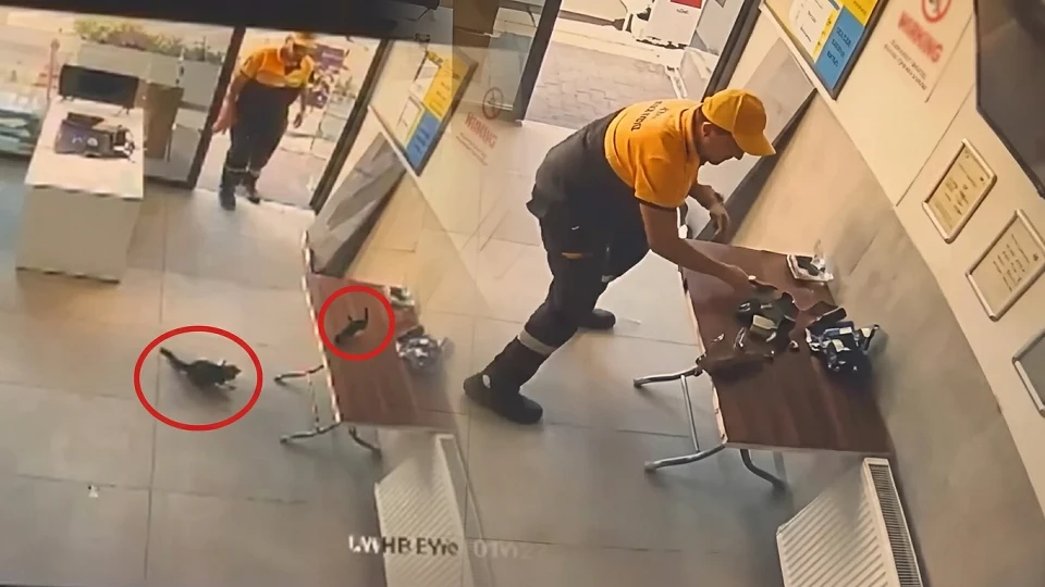 İstasyon görevlisi kargayı kediden kurtardı