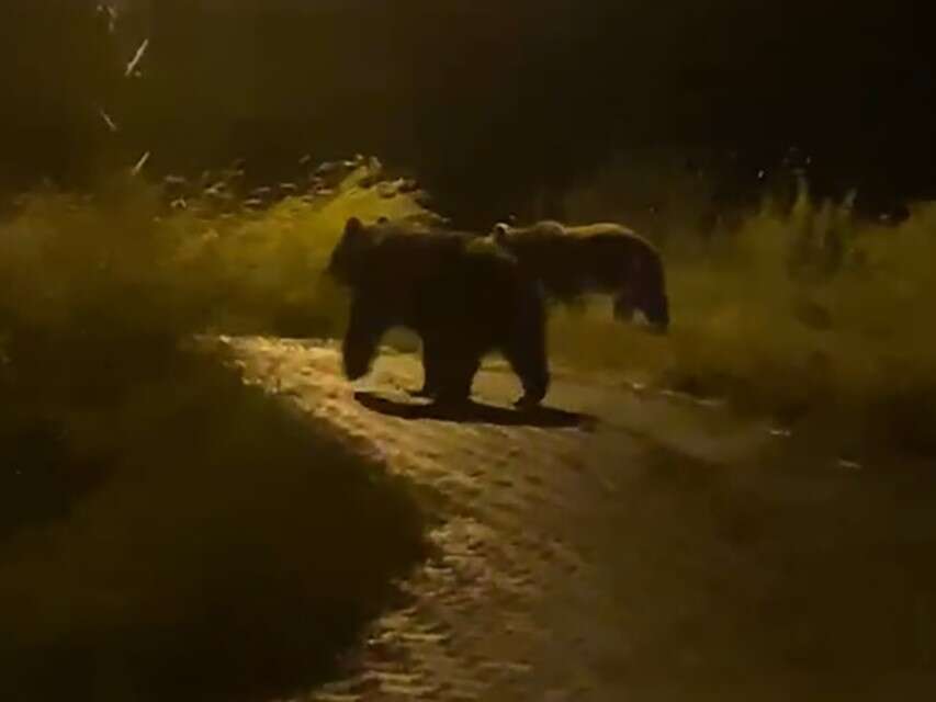 Yozgat’ta köy içerisinde iki ayı görüntülendi