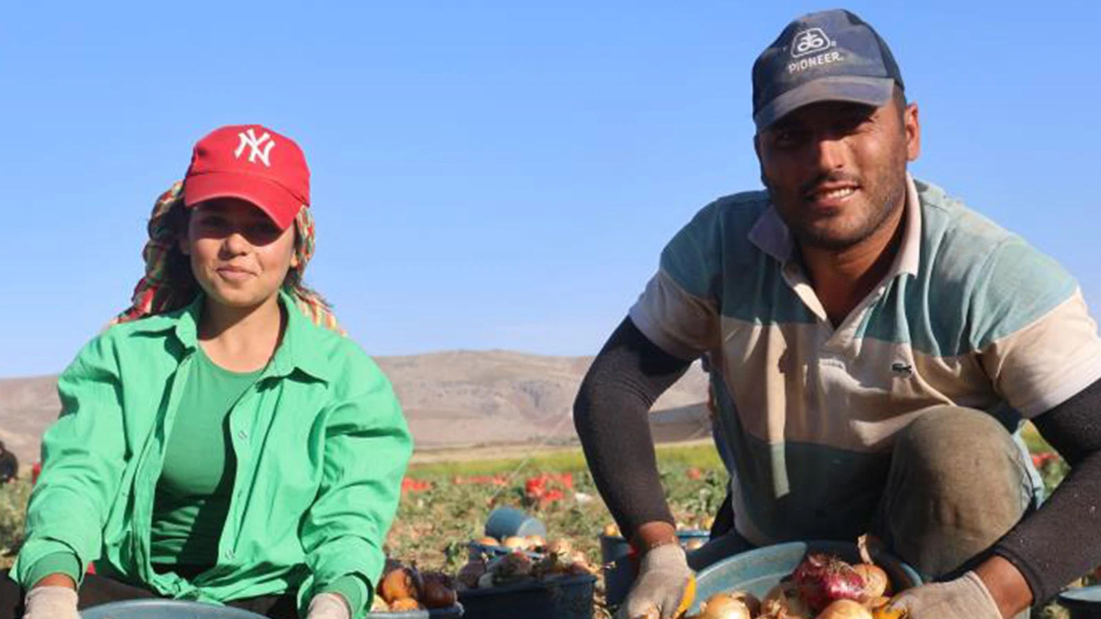 Hatay'da bereketli hasat; fiyatı 22 TL'den 30 TL'ye çıktı