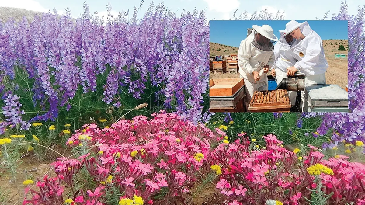 2 bin rakımda bal sağımına başlandı