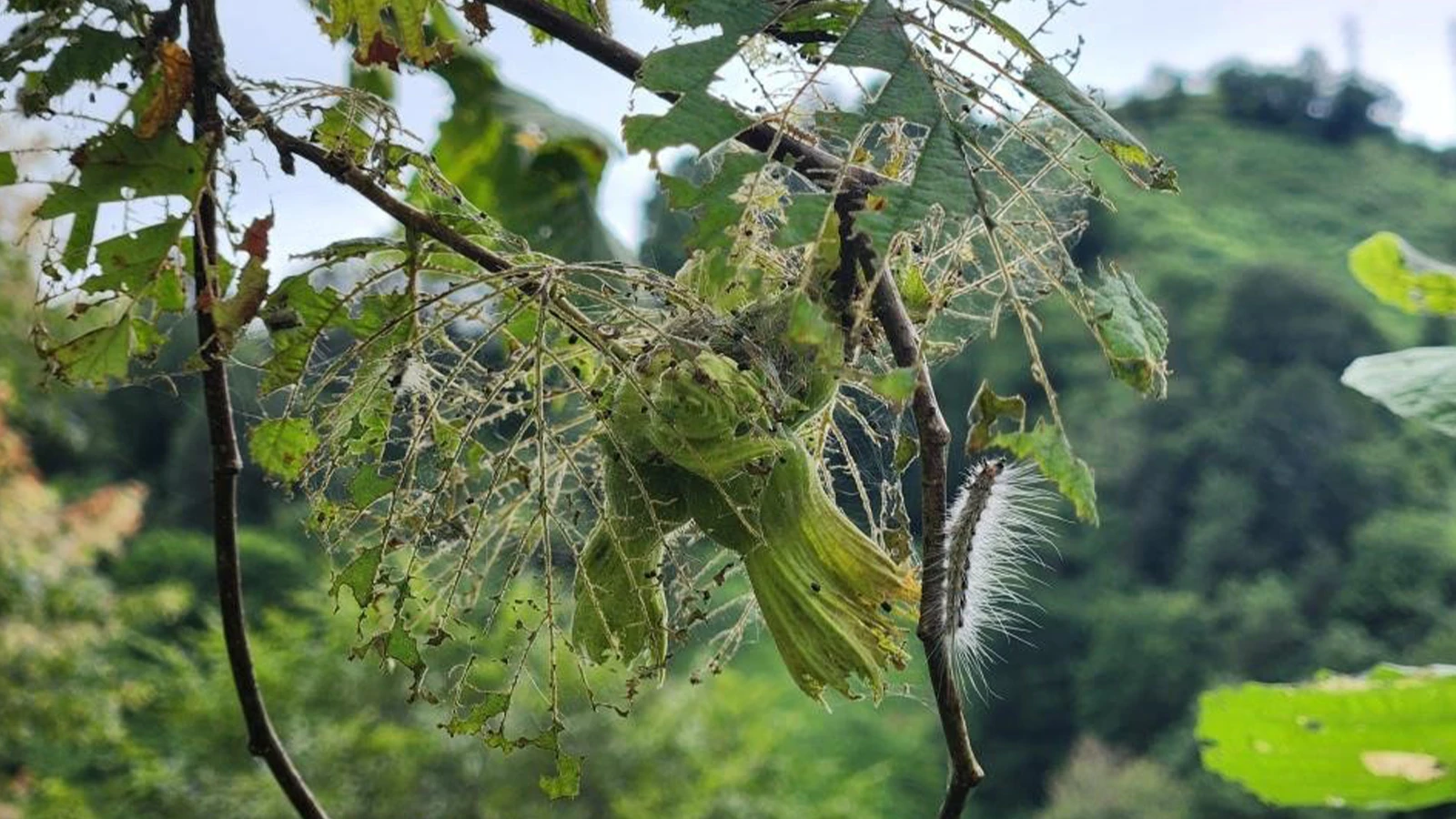 Karadeniz'de alarm; istilacı tür sayısı hızla artıyor!