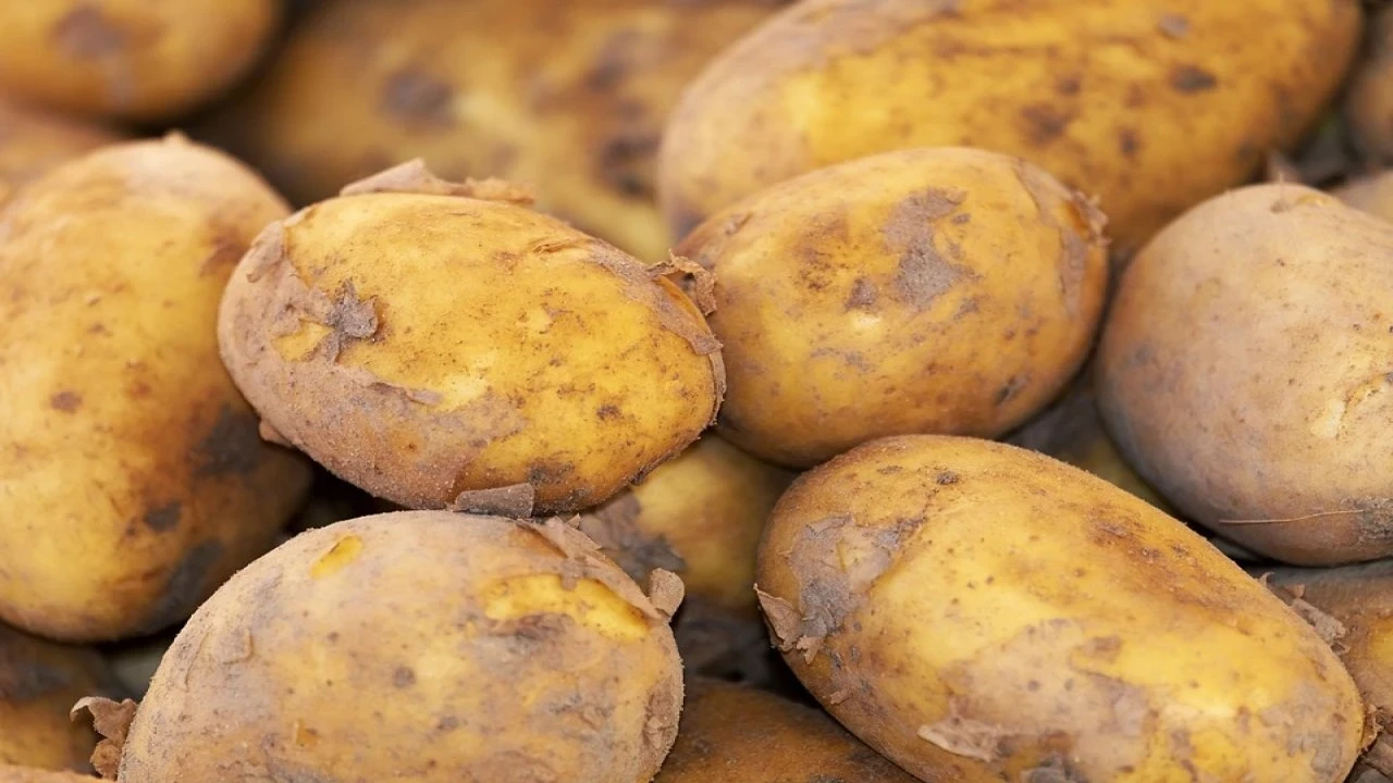 Patates Filizlendiyse Üzülmeyin! Bu Yöntemle Filizlenen Patatesler Kurtulabiliyor