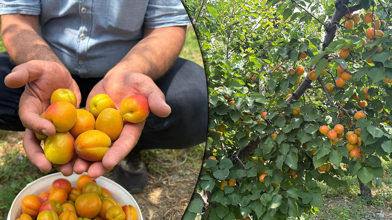 Tavsiye üzerine dikti! 6 yıldır yüzde 100 verim alıyor, tadı şekerpare gibi
