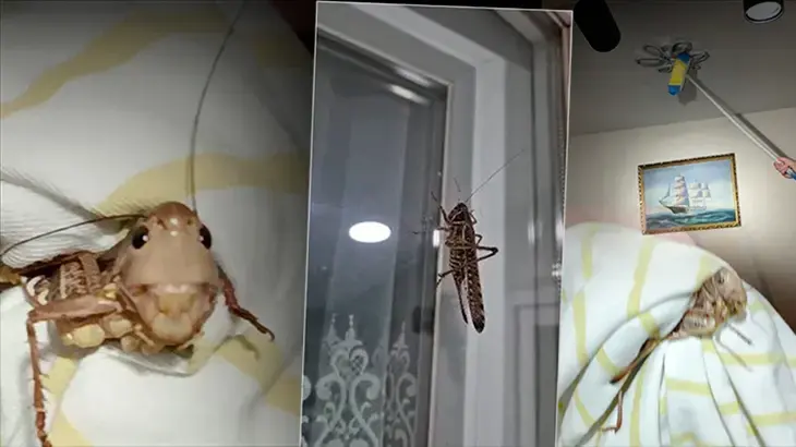 Tarım ve Orman Bakanlığı'ndan 'çekirge istilası' iddialarına açıklama