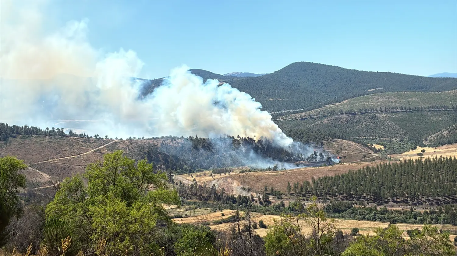 Bursa'da orman yangını! Havadan ve karadan müdahale başladı
