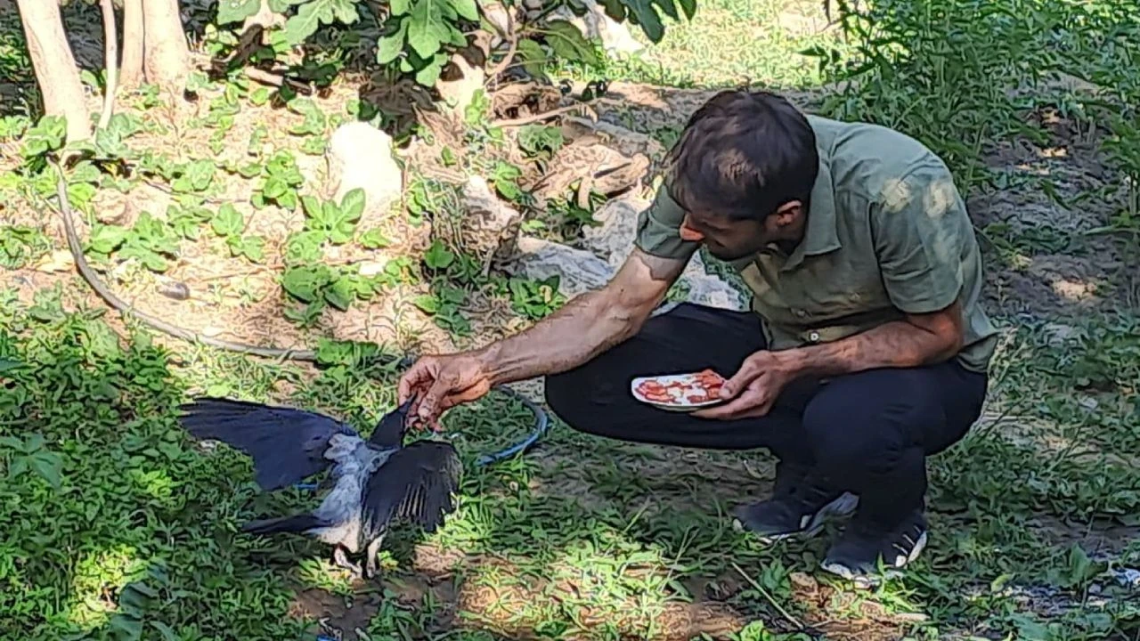 Fırtınadan kurtardığı kargalar kapıda karşılıyor