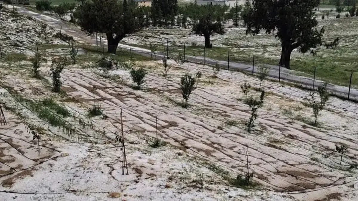 Erdemli'de etkili olan dolu yağışı tarım alanlarına zarar verdi