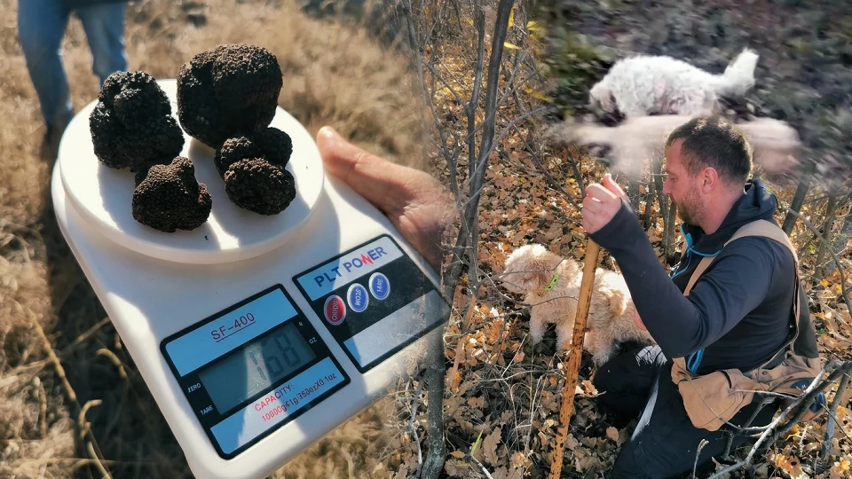 Yer altında 22 ton rezerv keşfedildi, özel eğitimli köpeklerle arandı: Kara elmas trüf mantarı özellikleri, hangi illerde çıkıyor?