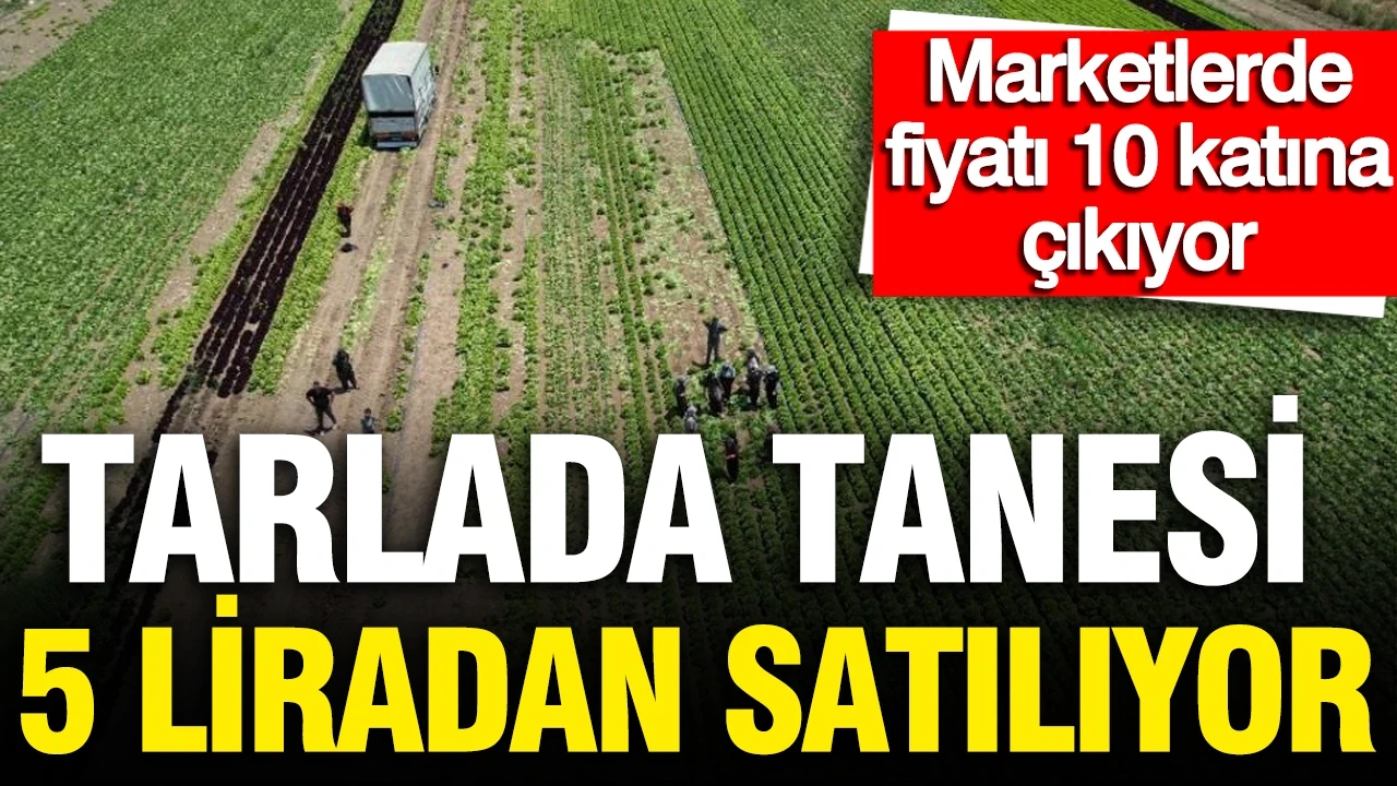 Tarlada tanesi 5 lira: Marketlerde fiyatı 10 katı, 700 dekarlık alanda hasat başladı