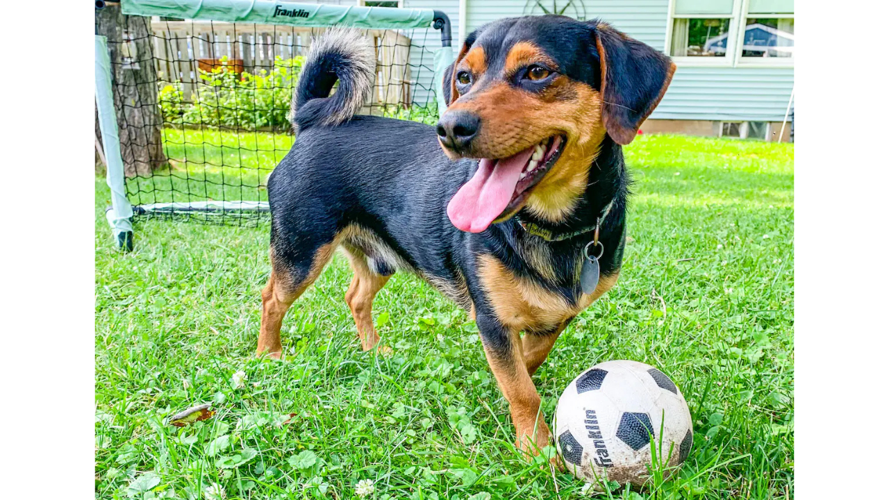 Kalecilik yeteneğiyle sosyal medyada fenomen oldu: 'Ronaldo' isimli köpek Dünya Kupası heyecanına ortak oldu