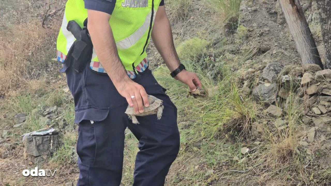 Kaplumbağa yavrularını jandarma kurtardı
