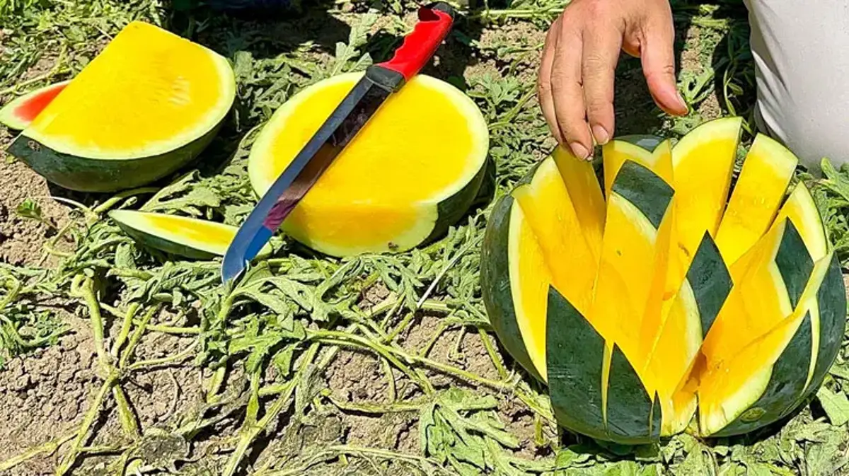 'Tropical Sunshine' çeşidi sarı etli karpuzlar üreticinin yüzünü güldürüyor