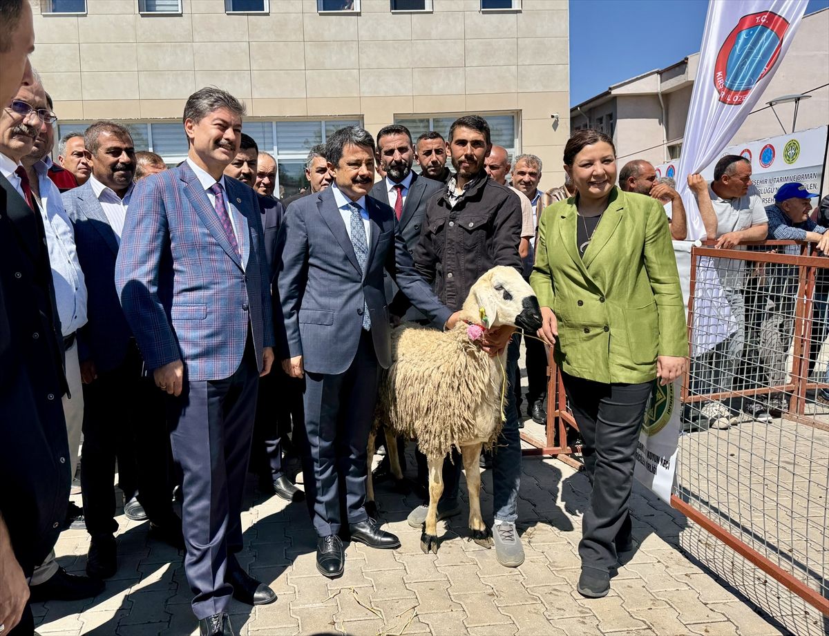 Kırşehir'de besicilere damızlık koç dağıtıldı