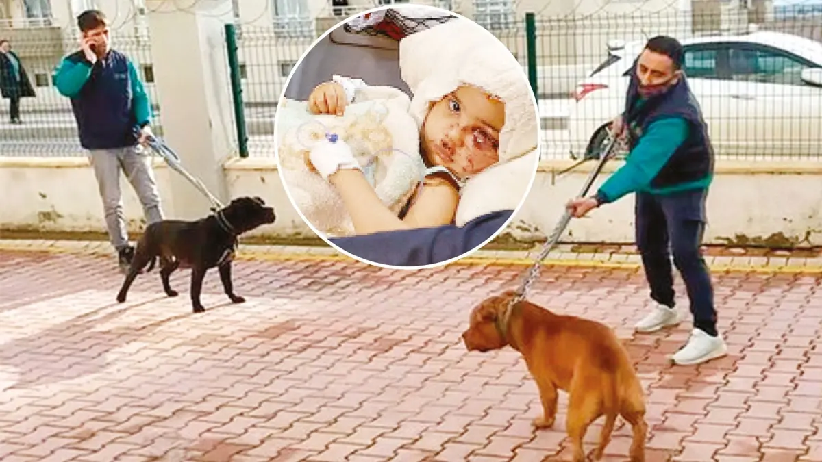 Asiye'yi yaralayan pitbull'lar silah sayıldı