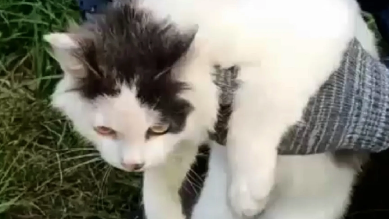 Rusya'da uyuşturucu kuryesi kedi cezaevi kapısında yakalandı