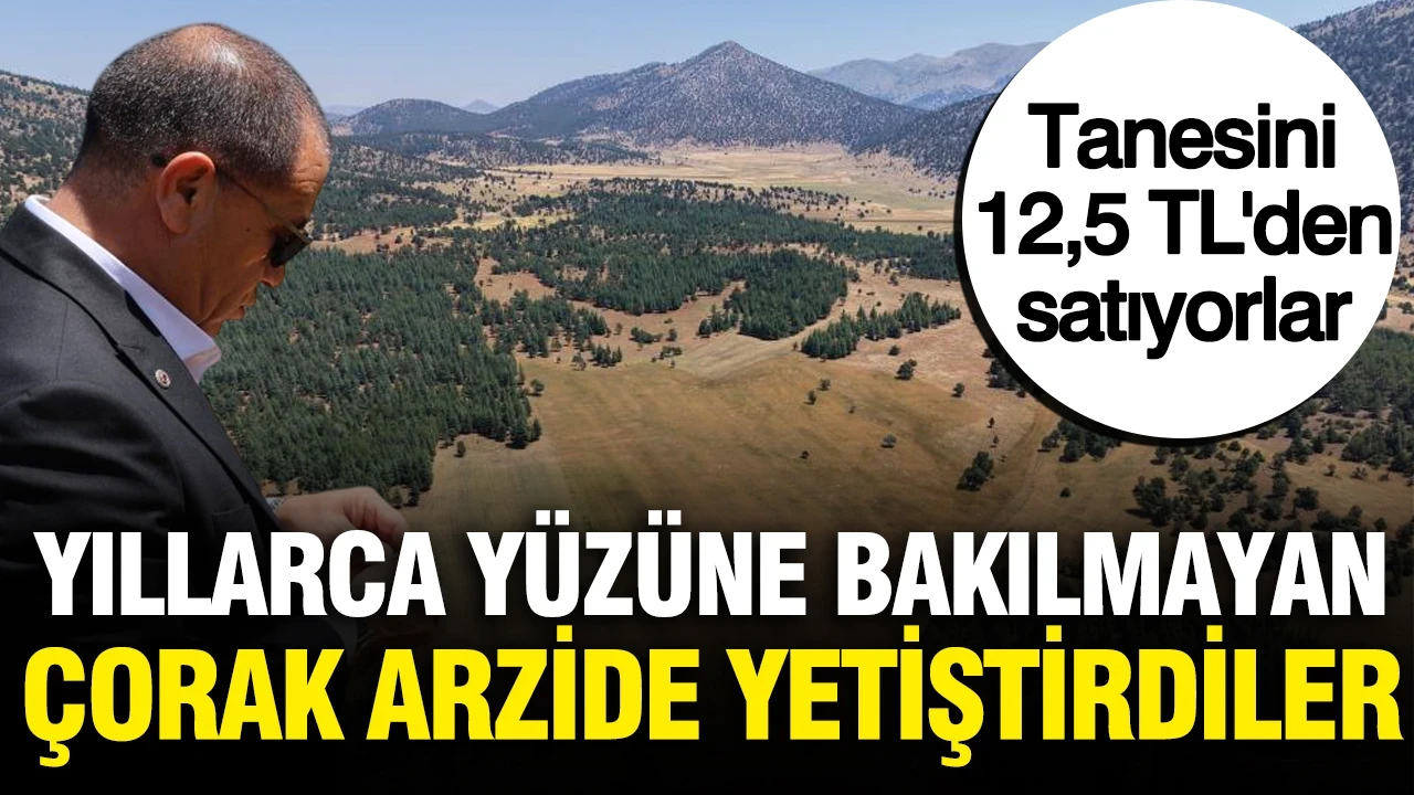 Tanesini 12,5 TL'den satıyorlar: Çorak arazide yetiştirip, hasat ettiler