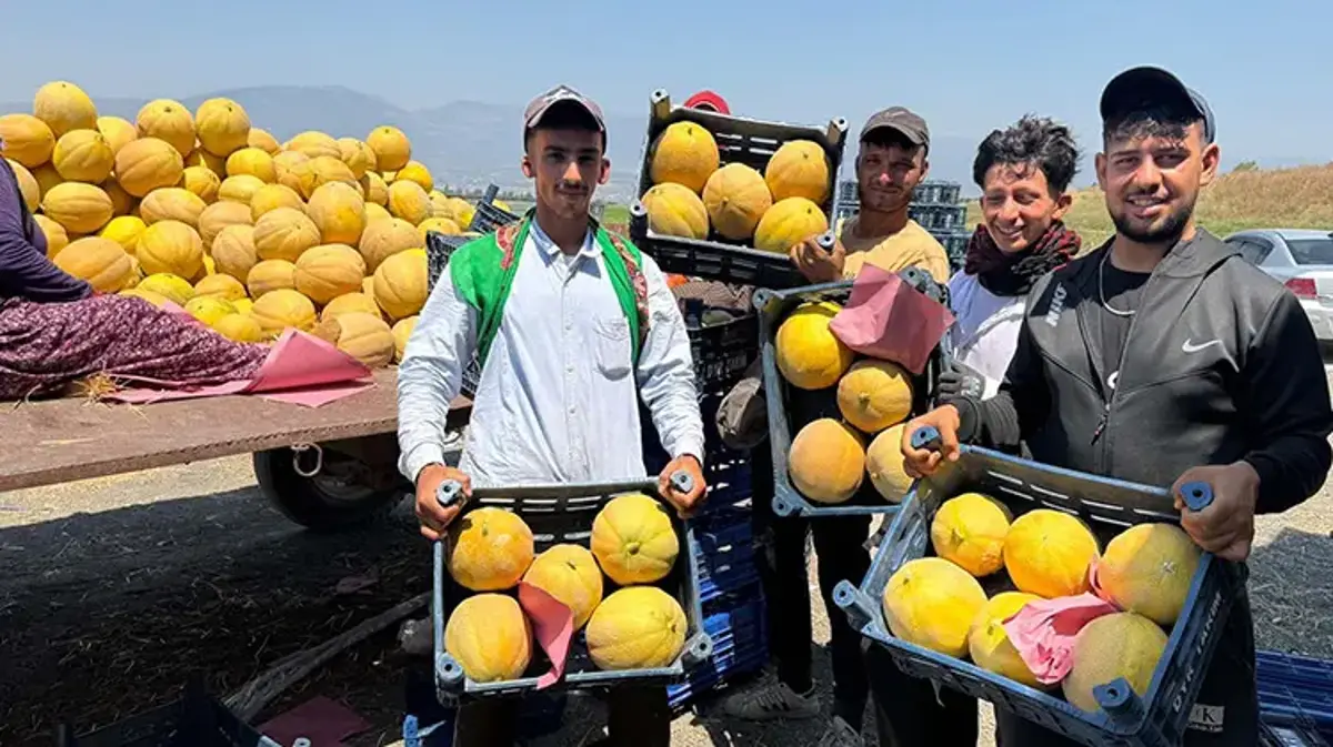 Hatay'da hasat başladı! Çiftçinin yüzü gülüyor: Tarlada kilosu 22 TL