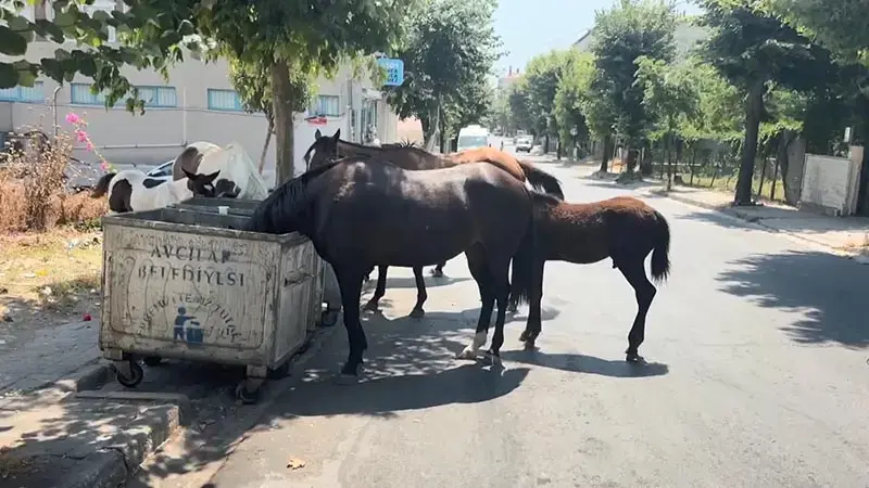 İstanbul’da başıboş atlar tehlikeye davetiye çıkarıyor