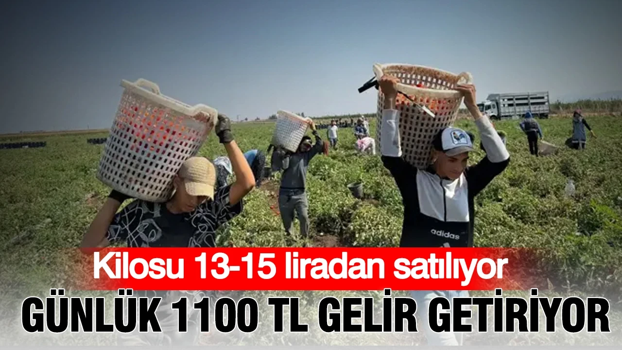 Kilosu13-15 TL’den satılıyor: Günlük 1100 lira gelir getiriyor